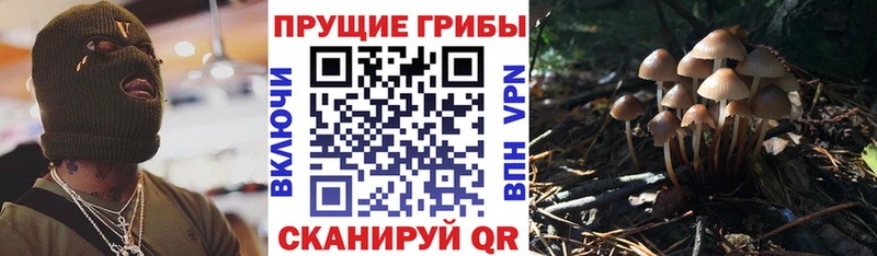 Псилоцибиновые грибы Psilocybine cubensis  Заозёрск 